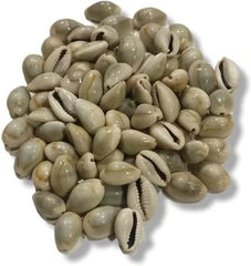 Sea Shell - Choli for Pallanguli - 75 nos