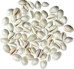 Sea Shell - Choli for Pallanguli - 75 nos