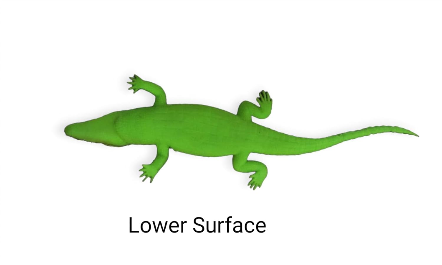 Crocodile Alligator Realistic Small Toy - Rubber Crocodile Bath Toy Make Choo-Choo Noise (Whistle)