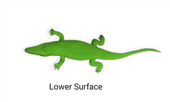 Crocodile Alligator Realistic Small Toy - Rubber Crocodile Bath Toy Make Choo-Choo Noise (Whistle)