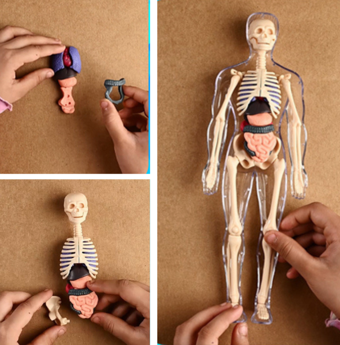 Human Body Structure Model Toys for Kids |29 Realistic Body parts-Organs and Bones 3D Body Organs & Skeleton Model | Stem Educational Science Kit for Anatomy | Best Gift for Projects & Learning