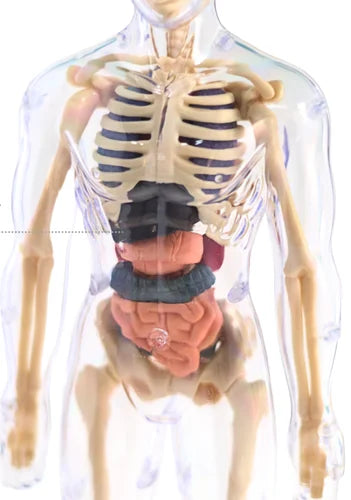 Human Body Structure Model Toys for Kids |29 Realistic Body parts-Organs and Bones 3D Body Organs & Skeleton Model | Stem Educational Science Kit for Anatomy | Best Gift for Projects & Learning