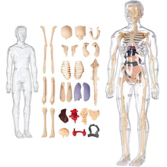 Human Body Structure Model Toys for Kids |29 Realistic Body parts-Organs and Bones 3D Body Organs & Skeleton Model | Stem Educational Science Kit for Anatomy | Best Gift for Projects & Learning