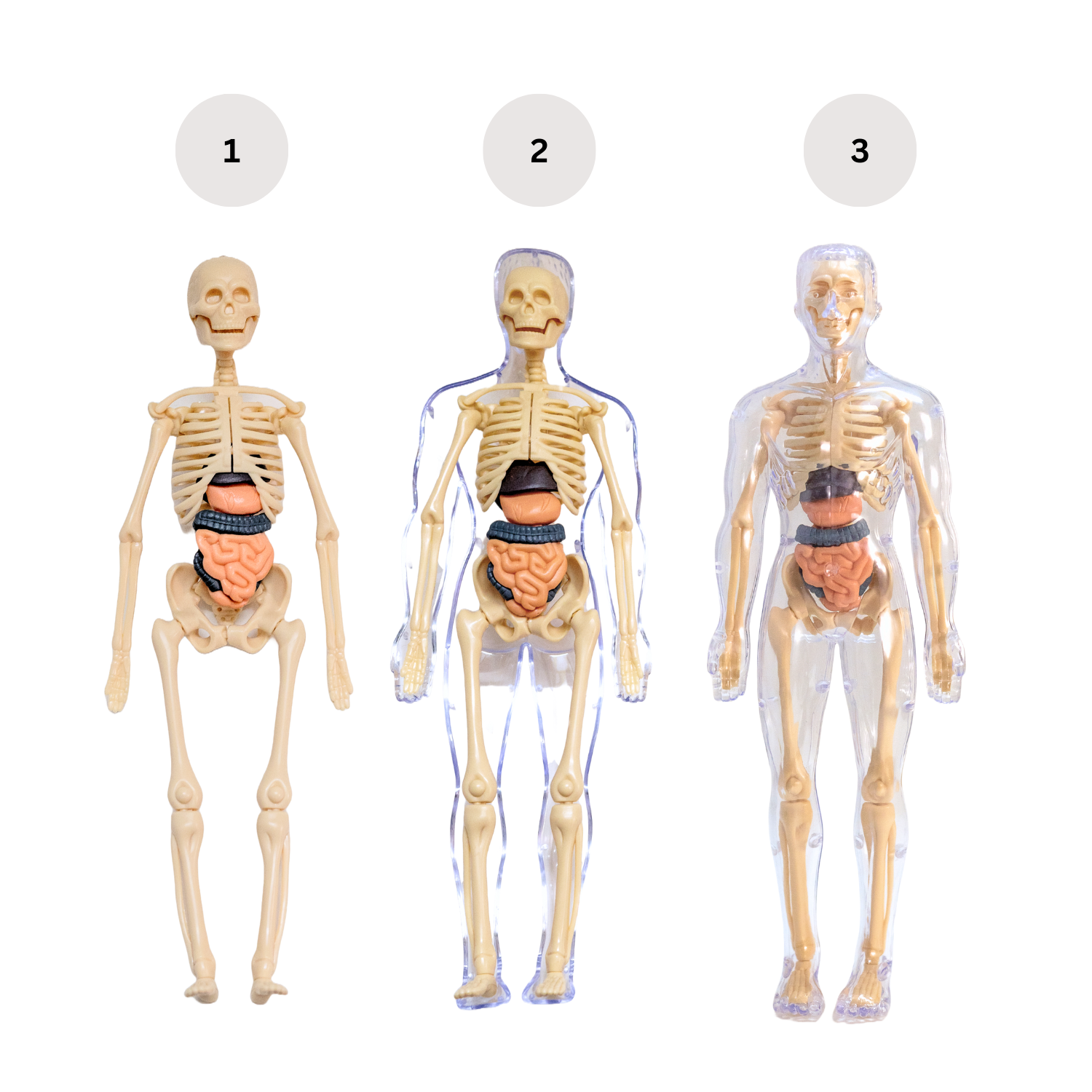 Human Body Structure Model Toys for Kids |29 Realistic Body parts-Organs and Bones 3D Body Organs & Skeleton Model | Stem Educational Science Kit for Anatomy | Best Gift for Projects & Learning