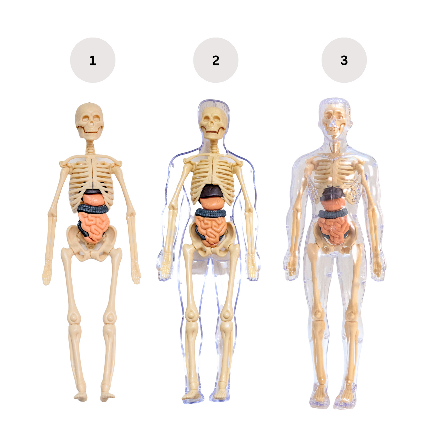 Human Body Anotomy Toy | 29 Realistic 3D Body parts-Organs and Bones Skeleton Model