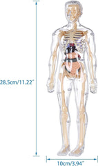 Human Body Structure Model Toys for Kids |29 Realistic Body parts-Organs and Bones 3D Body Organs & Skeleton Model | Stem Educational Science Kit for Anatomy | Best Gift for Projects & Learning