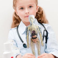 Human Body Structure Model Toys for Kids |29 Realistic Body parts-Organs and Bones 3D Body Organs & Skeleton Model | Stem Educational Science Kit for Anatomy | Best Gift for Projects & Learning
