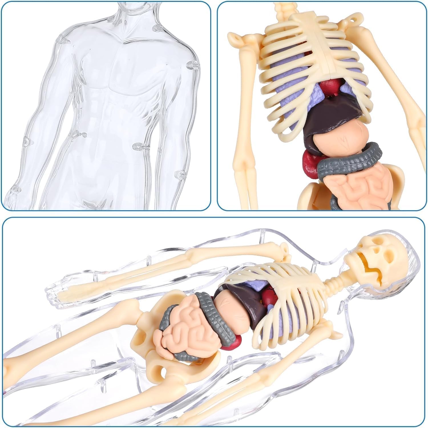 Human Body Structure Model Toys for Kids |29 Realistic Body parts-Organs and Bones 3D Body Organs & Skeleton Model | Stem Educational Science Kit for Anatomy | Best Gift for Projects & Learning