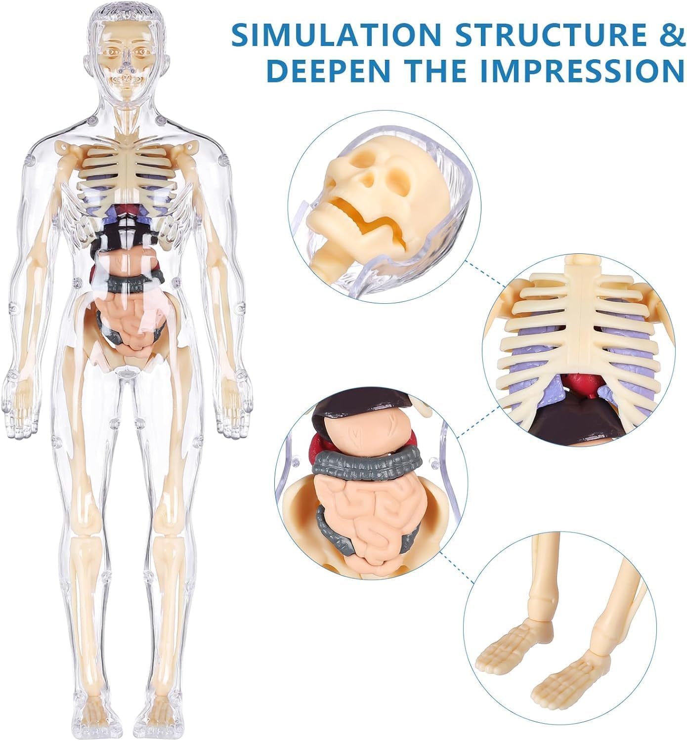 Human Body Anotomy Toy | 29 Realistic 3D Body parts-Organs and Bones Skeleton Model