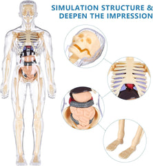 Human Body Structure Model Toys for Kids |29 Realistic Body parts-Organs and Bones 3D Body Organs & Skeleton Model | Stem Educational Science Kit for Anatomy | Best Gift for Projects & Learning