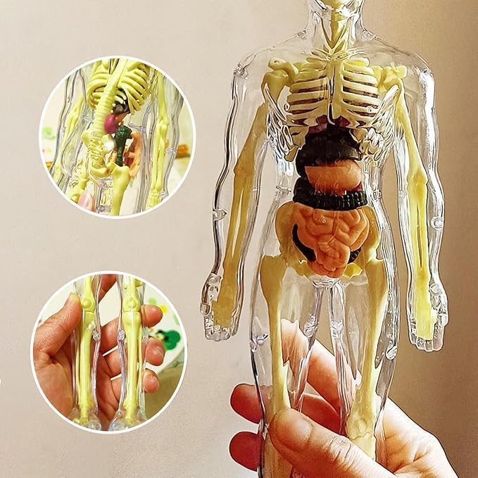 Human Body Structure Model Toys for Kids |29 Realistic Body parts-Organs and Bones 3D Body Organs & Skeleton Model | Stem Educational Science Kit for Anatomy | Best Gift for Projects & Learning
