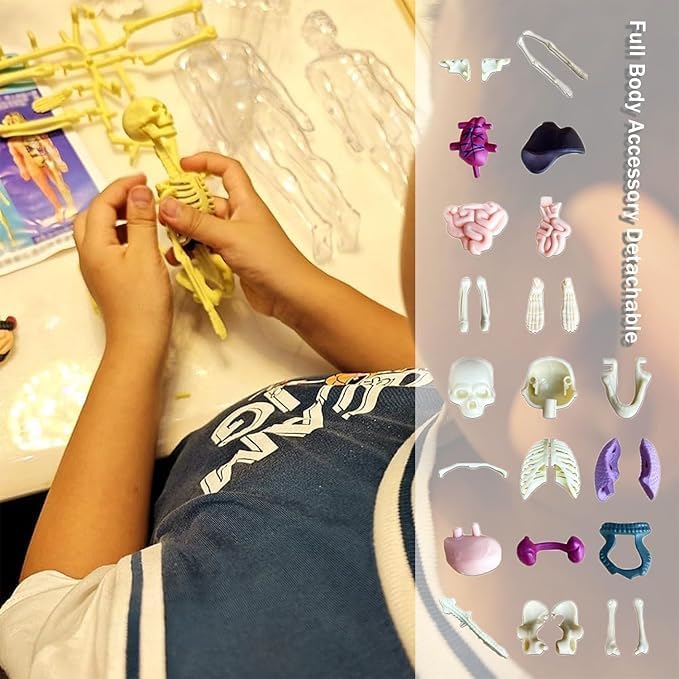 Human Body Structure Model Toys for Kids |29 Realistic Body parts-Organs and Bones 3D Body Organs & Skeleton Model | Stem Educational Science Kit for Anatomy | Best Gift for Projects & Learning