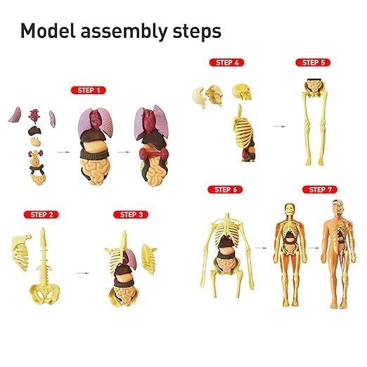 Human Body Structure Model Toys for Kids |29 Realistic Body parts-Organs and Bones 3D Body Organs & Skeleton Model | Stem Educational Science Kit for Anatomy | Best Gift for Projects & Learning